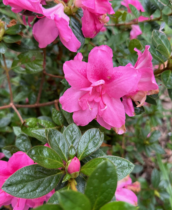 Azalea IP Law pink flowers