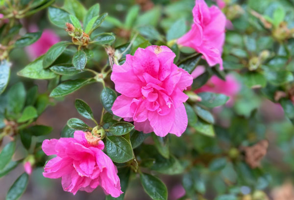 Pink Azaleas by Svitlana V. Anderson